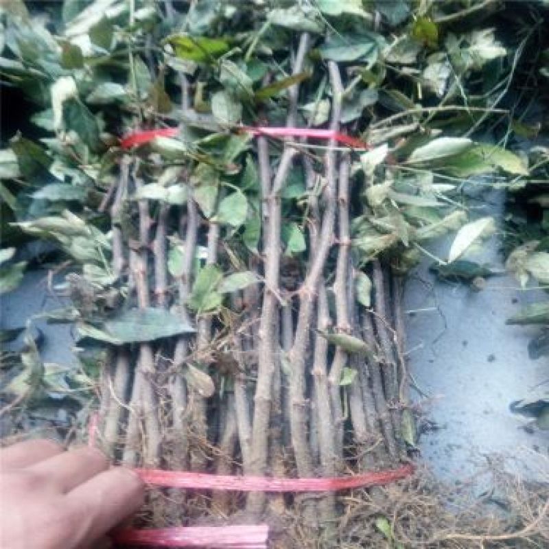 花椒苗1~2年