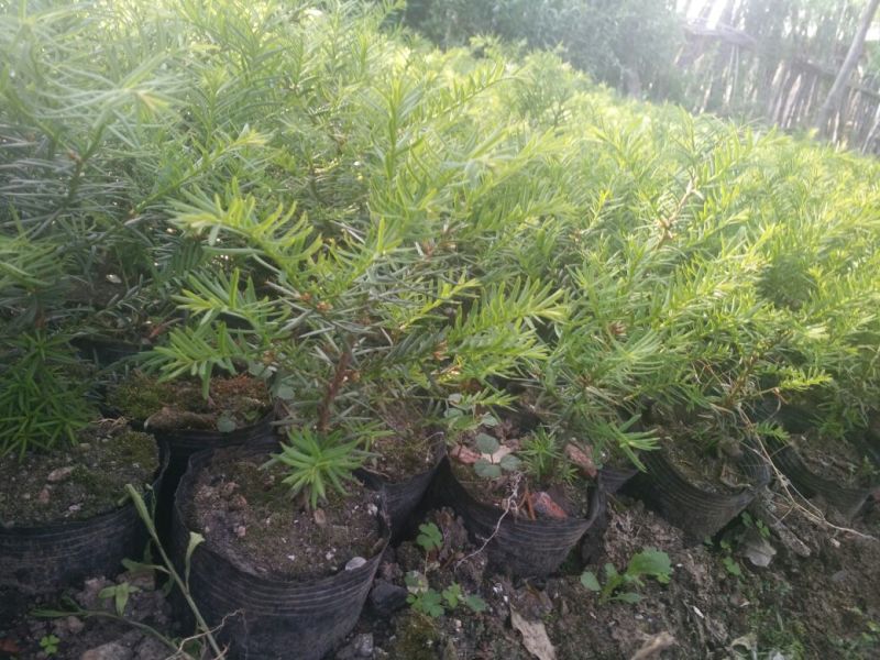 东北红豆杉东北红豆杉
