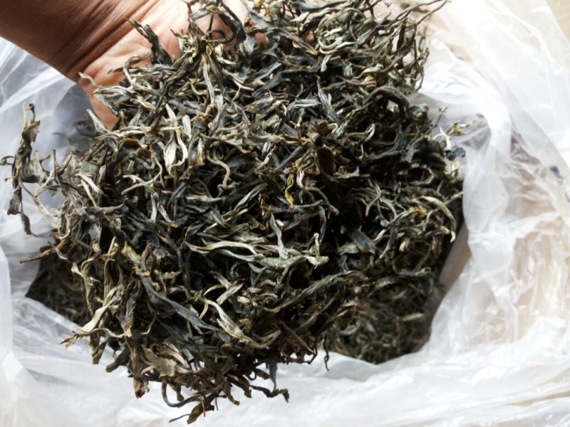 百年大树茶特级