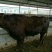 成年肉牛1000斤以上