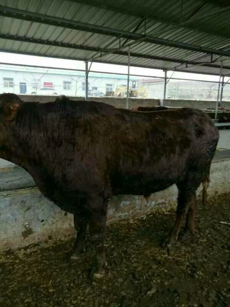 成年肉牛1000斤以上