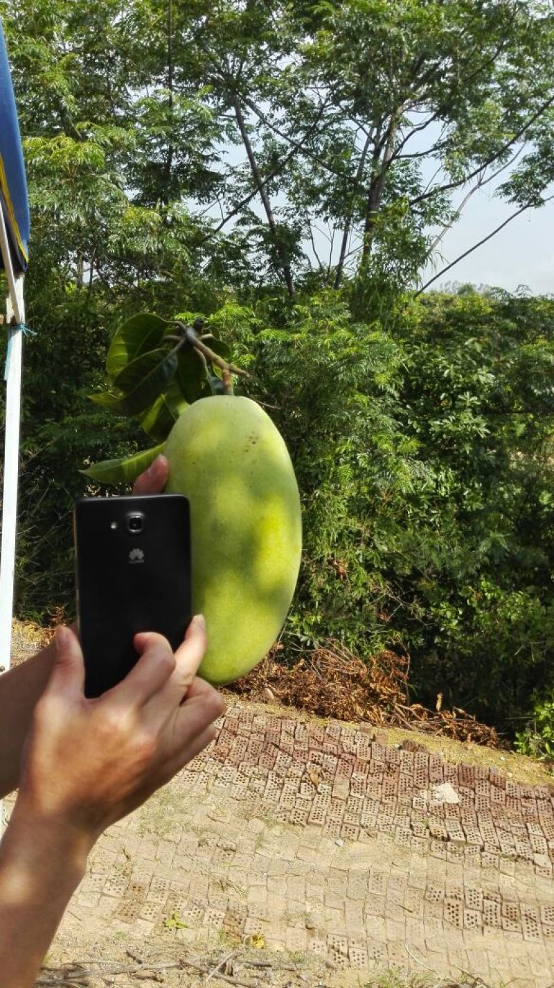 金煌芒