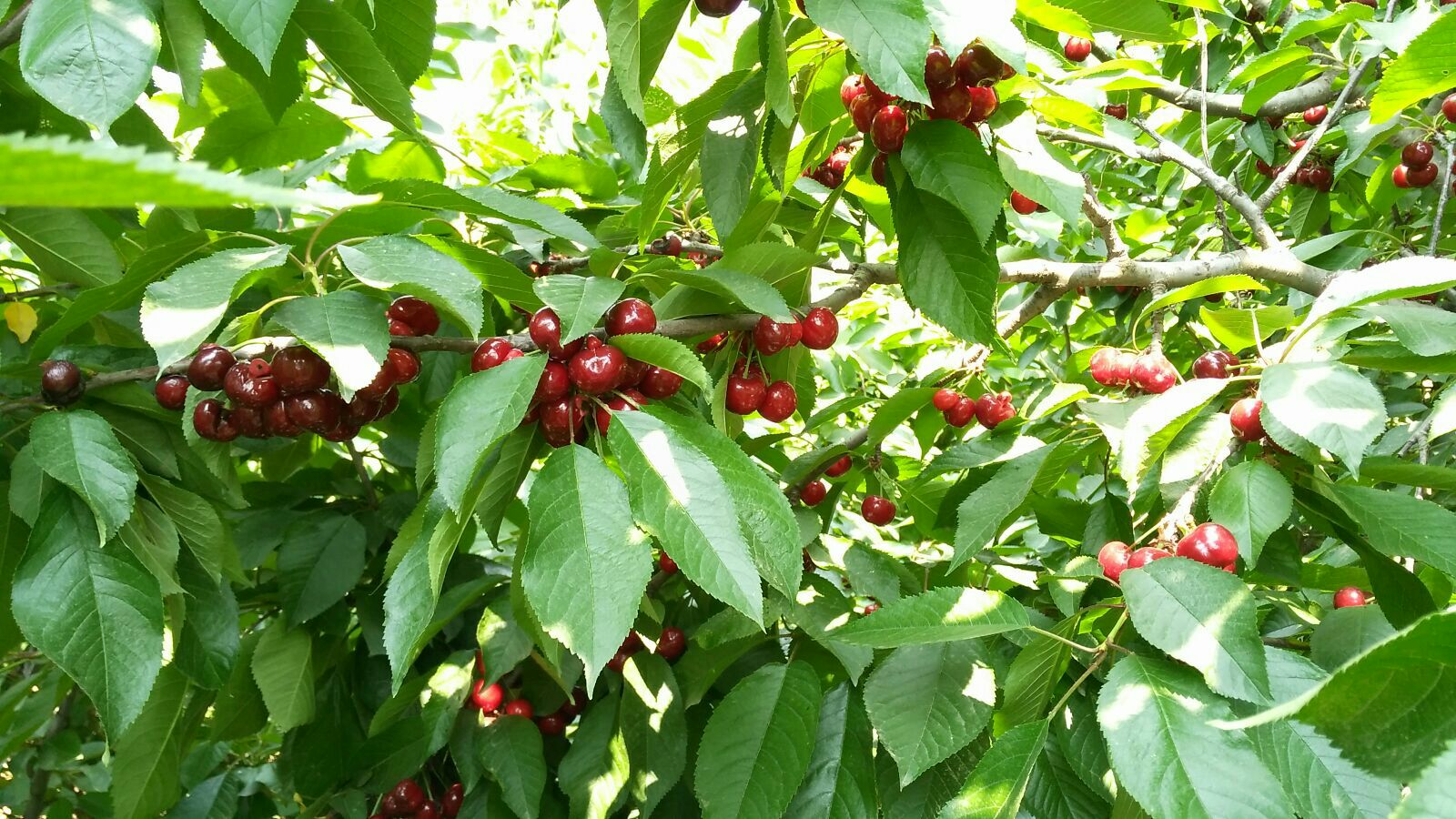 陕西西安市蓝田县意大利早红樱桃 15~20mm批