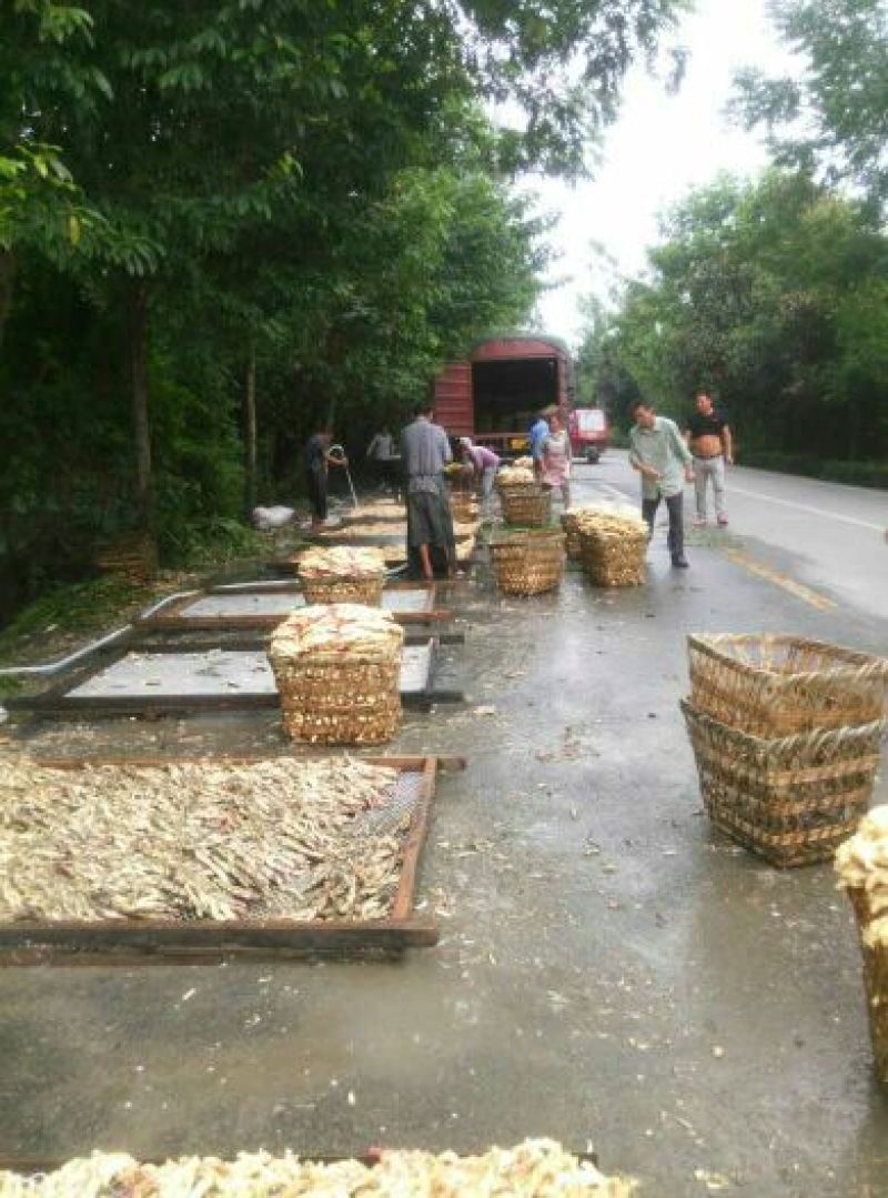 六月份子姜上市，3两以上水洗