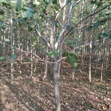 山楂树6~8cm2.5~3米