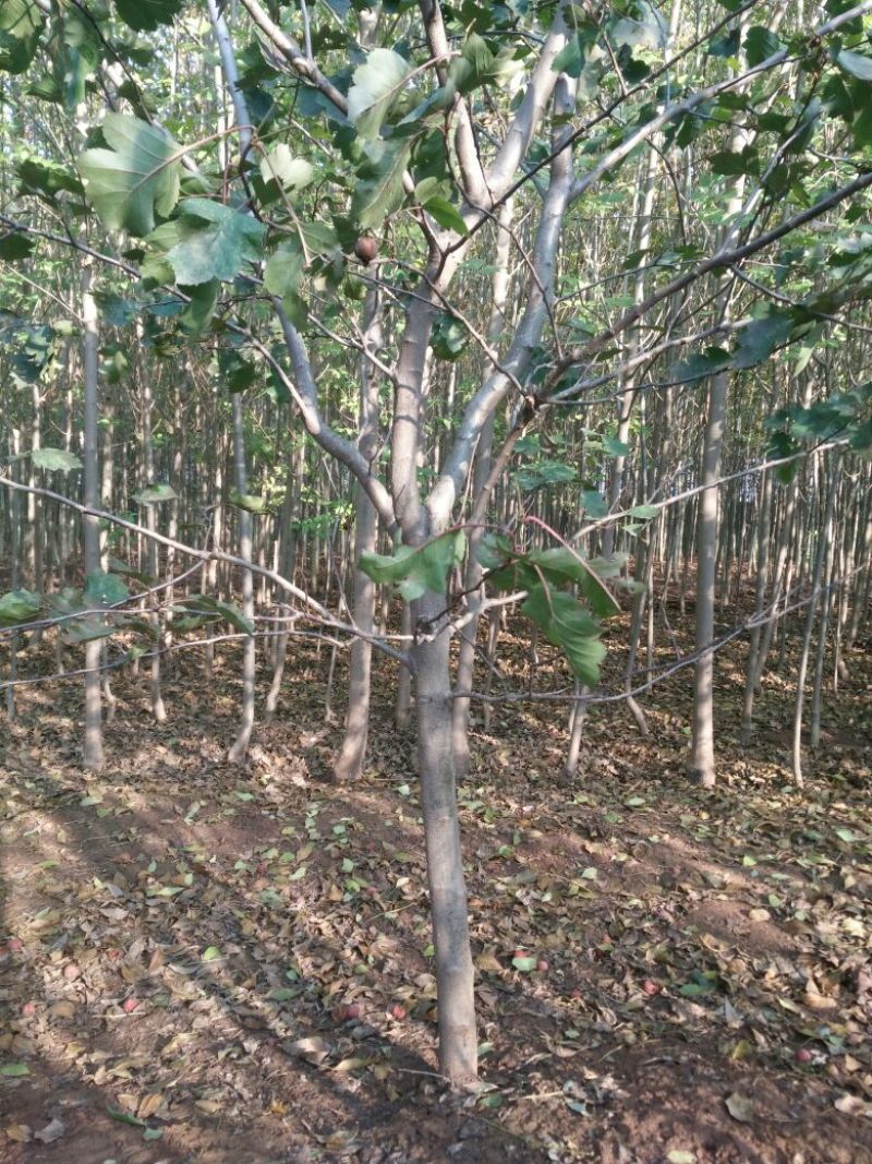 山楂树6~8cm2.5~3米