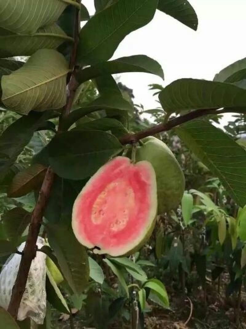 番石榴苗