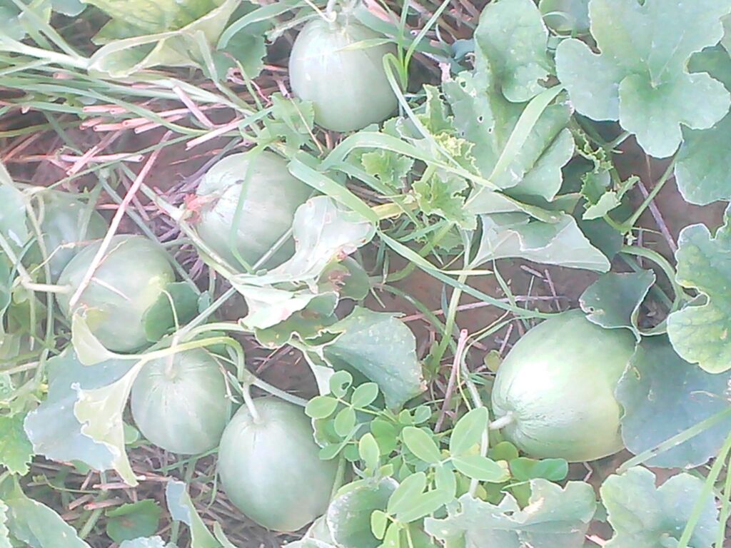 河南濮阳市清丰县绿宝甜瓜 1.5斤以上批发_李