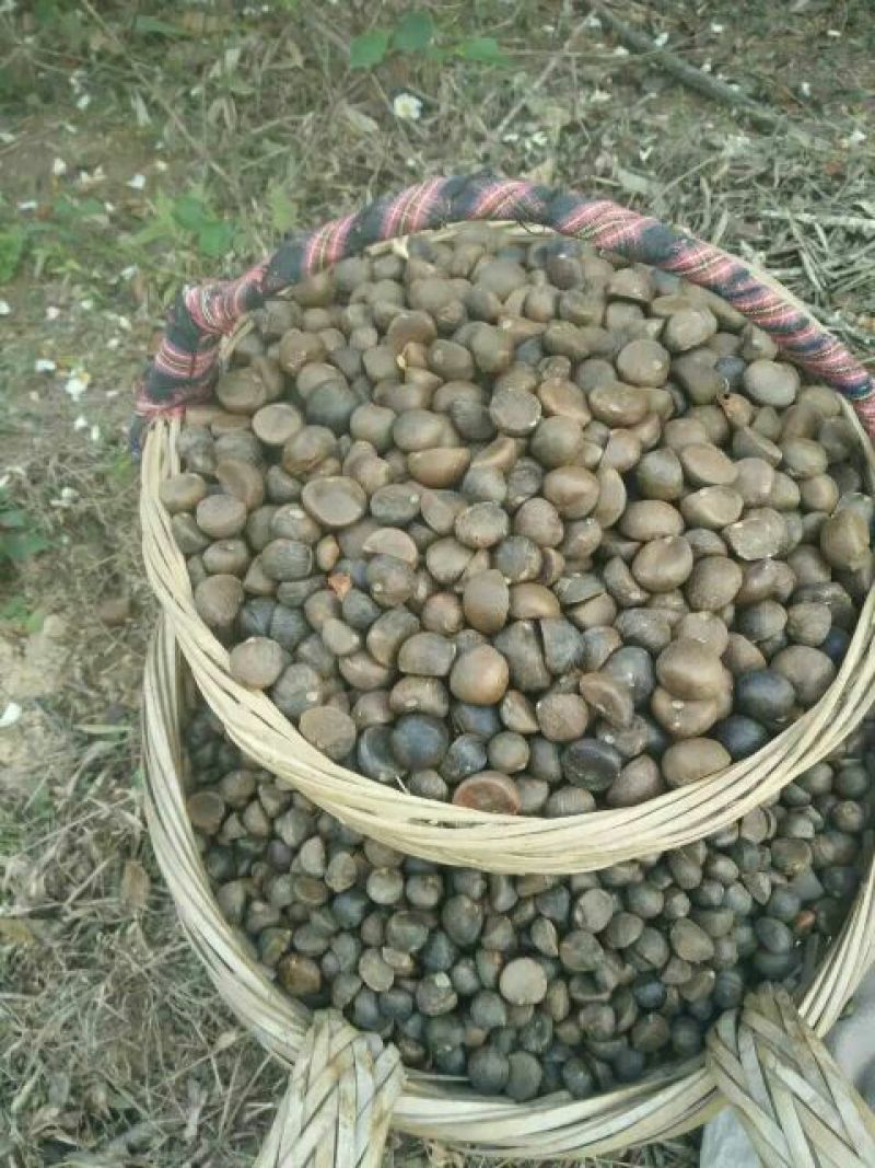 油茶籽99%以上