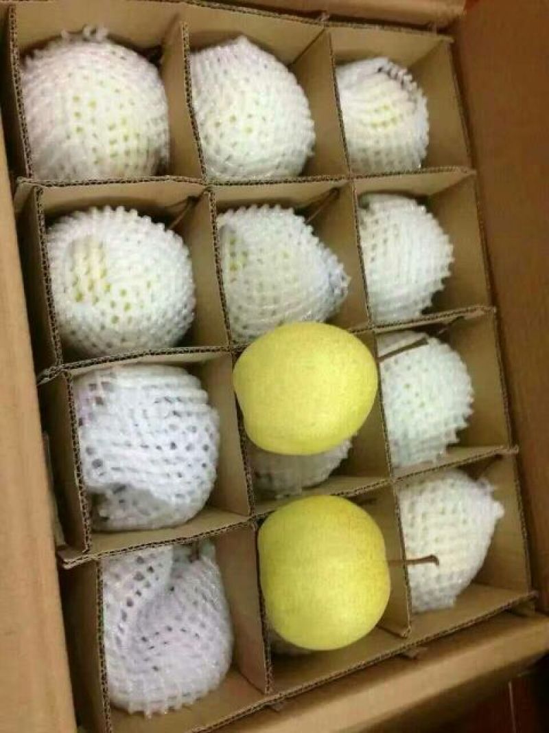 贡梨200~250g光果