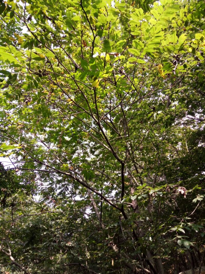 野生核桃30mm以上去皮