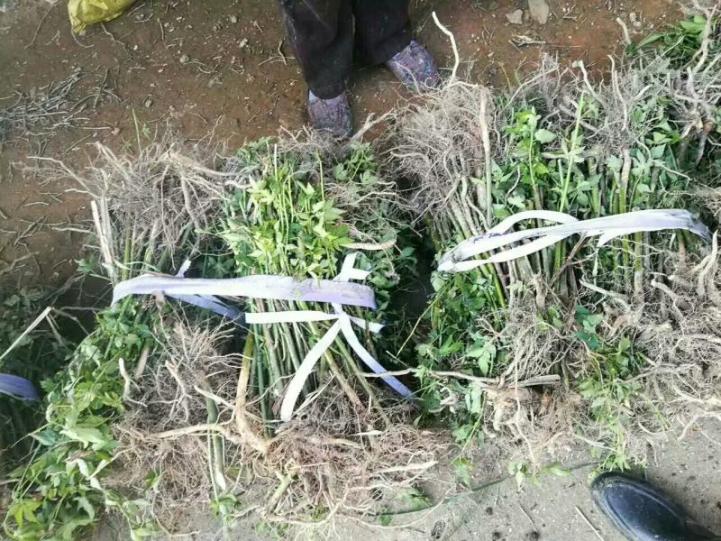 树莓苗野生高产红树莓苗