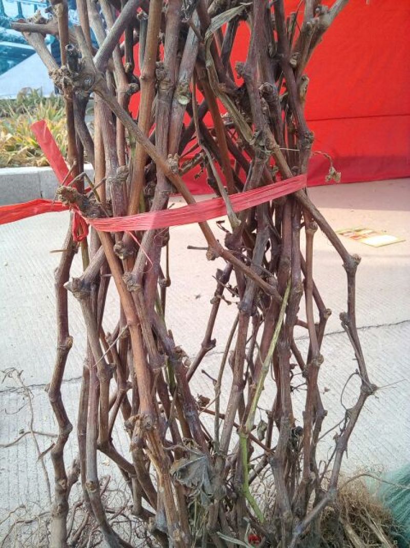 巨峰葡萄苗50~80cm1年