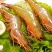 青虾食用16~20只/kg