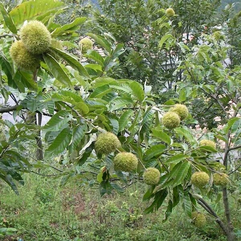 板栗树苗大红袍板栗苗1年苗到5年苗欢迎选购