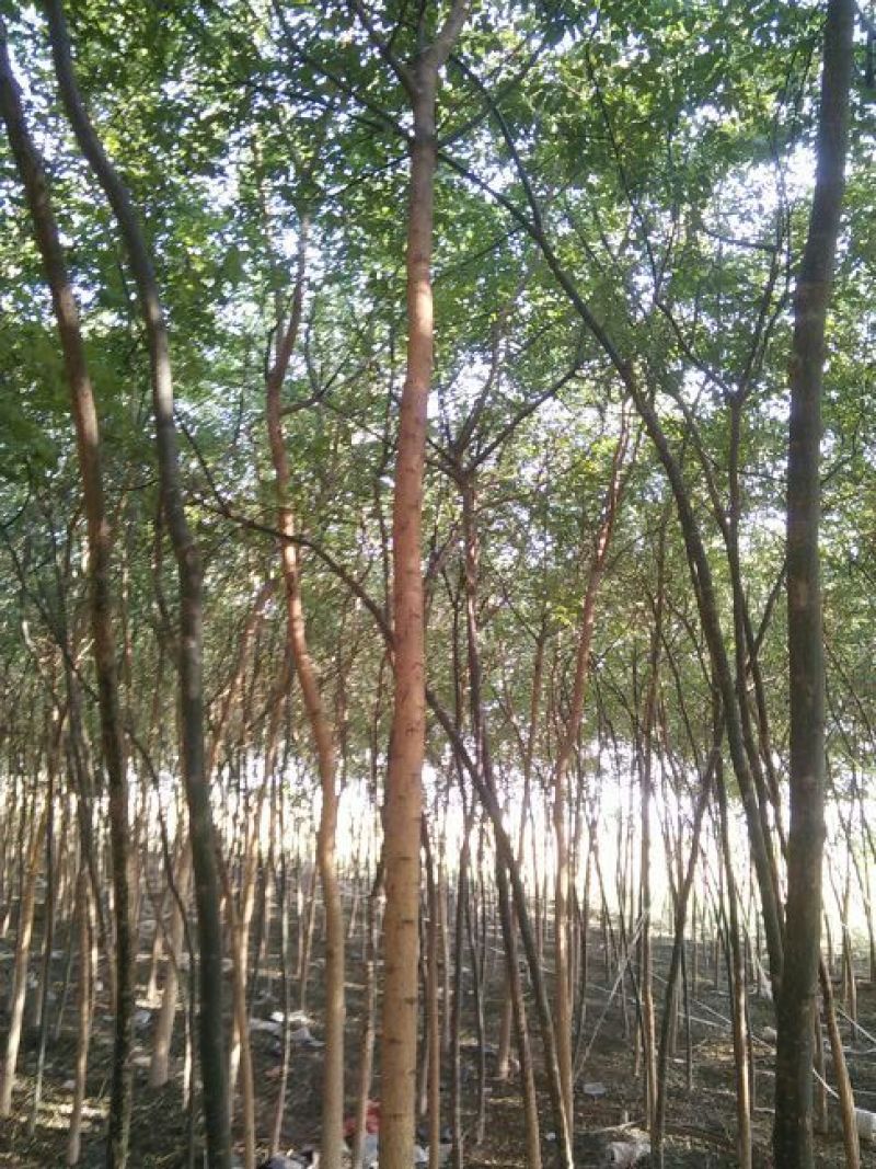 国槐6~8cm4~6cm1米以下