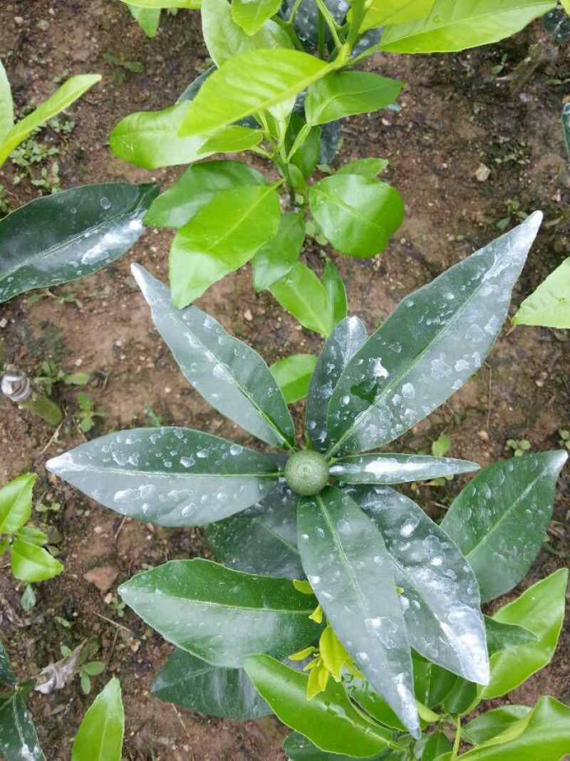 塔罗科血橙苗50~80cm
