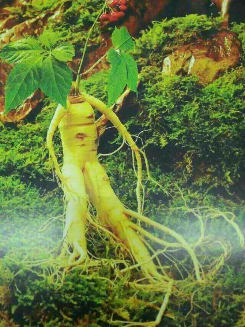 发财树