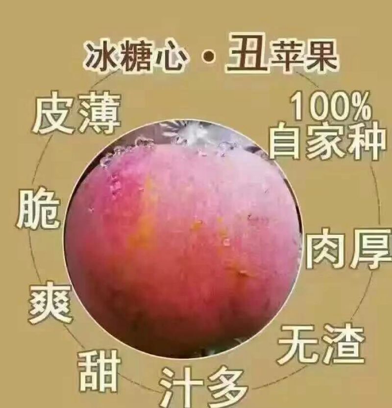 冰糖心苹果70mm以上膜袋