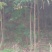 栾树2~4cm4~6cm3.5~4米