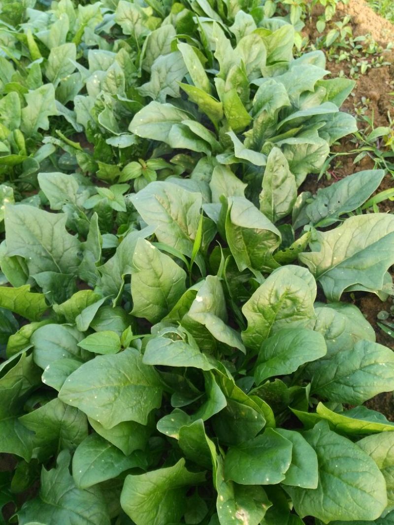 全能菠菜30~35厘米