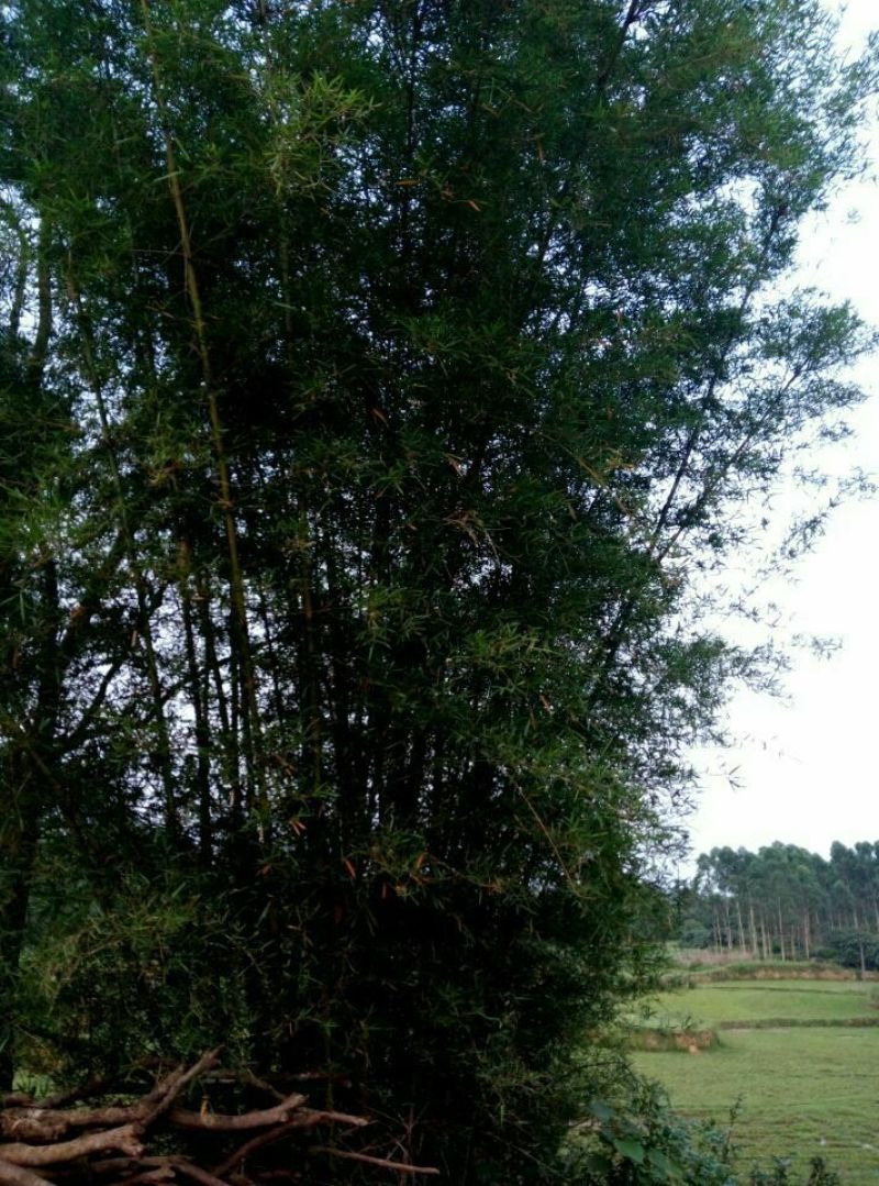 竹竿