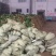 大叶菠菜15~20厘米，货源充足。本人常年专业代收