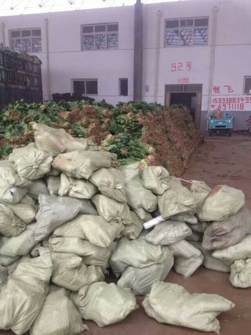 大叶菠菜15~20厘米，货源充足。本人常年专业代收