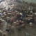 鸡苗500克以下脱温苗
