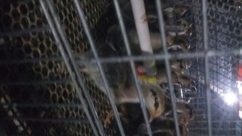 华北柴鸡0-50天脱温青年鸡