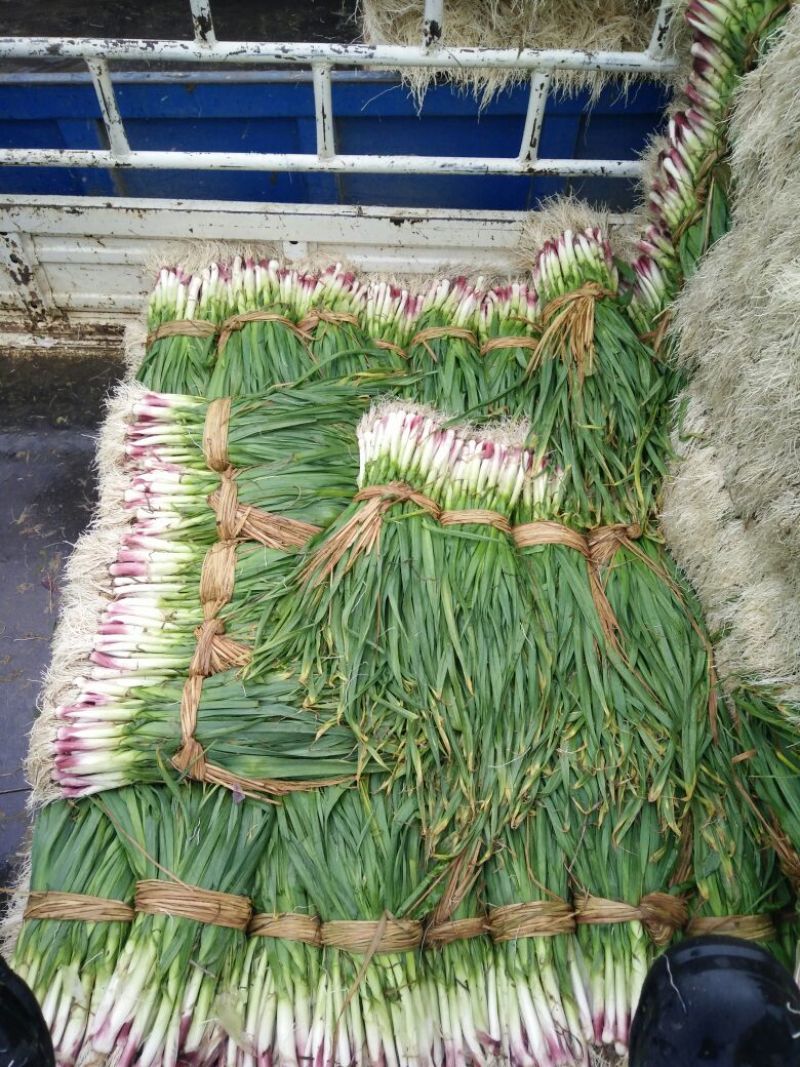 红根蒜苗40~45cm