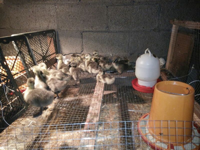 鹅苗250g以下