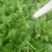 蔬菜