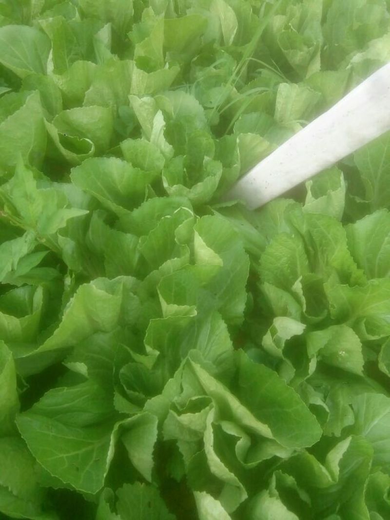 蔬菜
