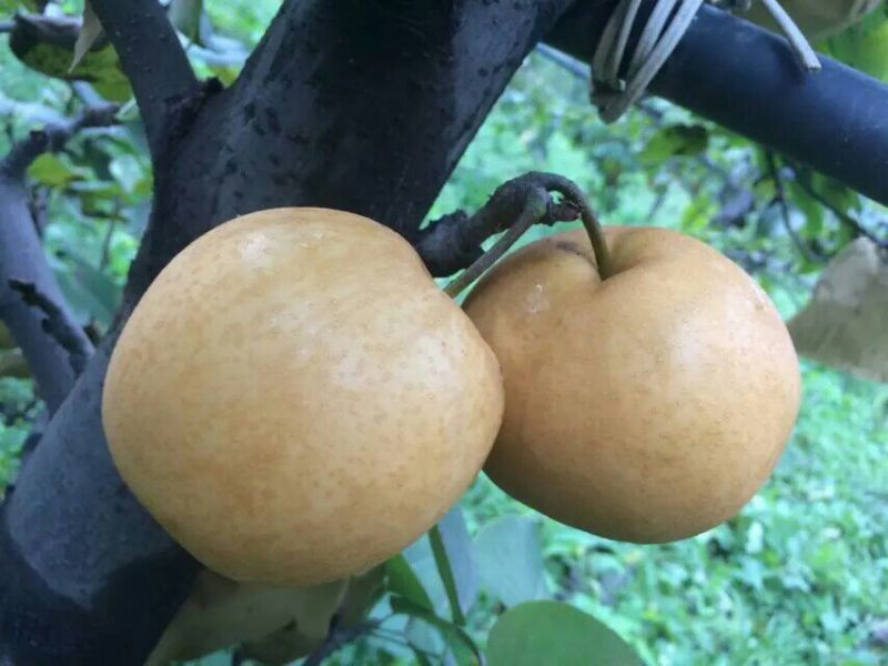 金秋梨600g以上纸袋