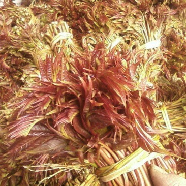 红油香椿10cm以下
