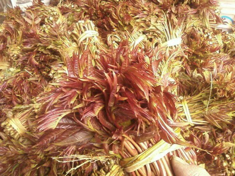 红油香椿10cm以下