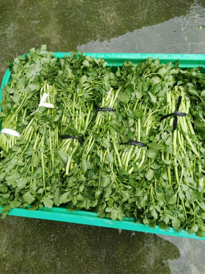 豆瓣菜