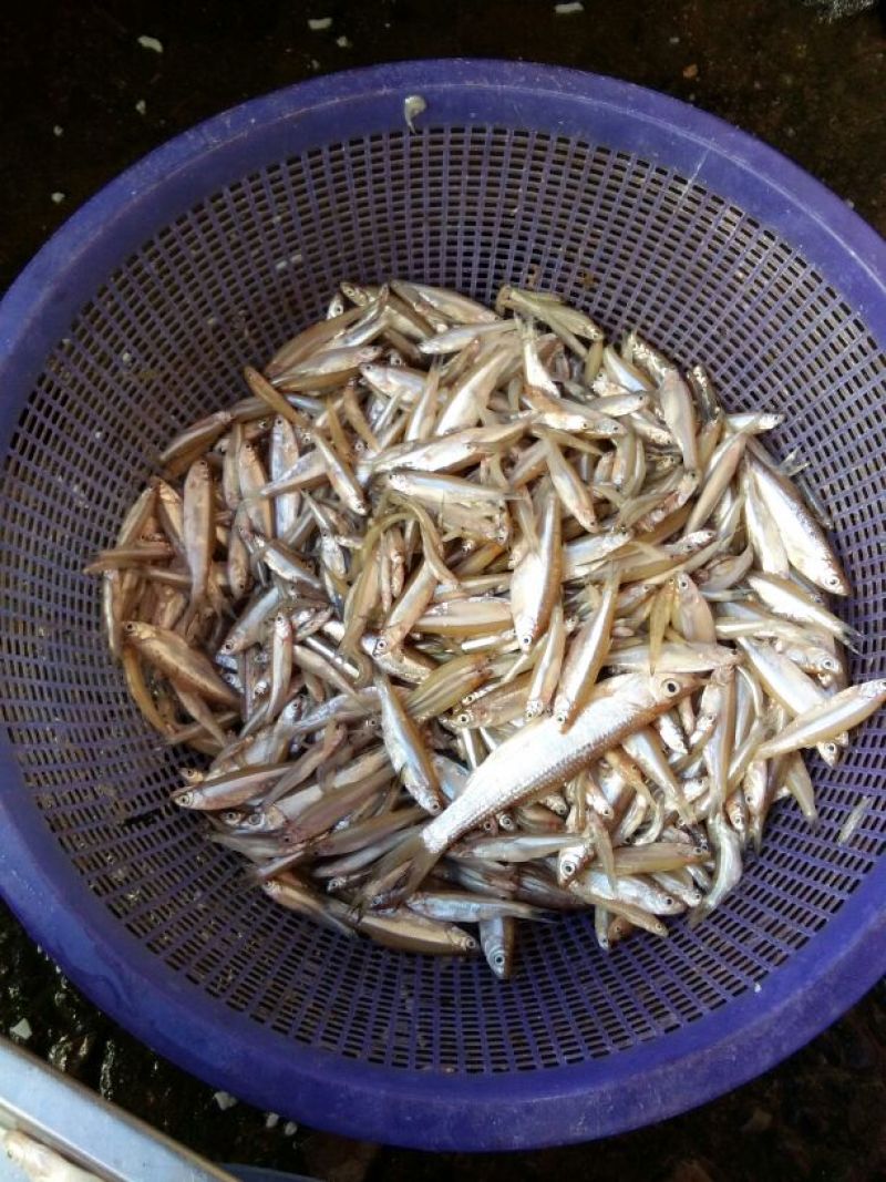 小白鱼