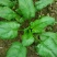 大叶菠菜20~25厘米