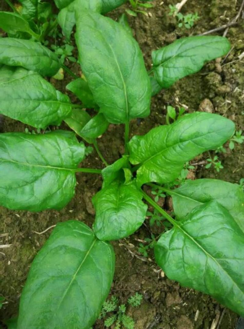 大叶菠菜20~25厘米