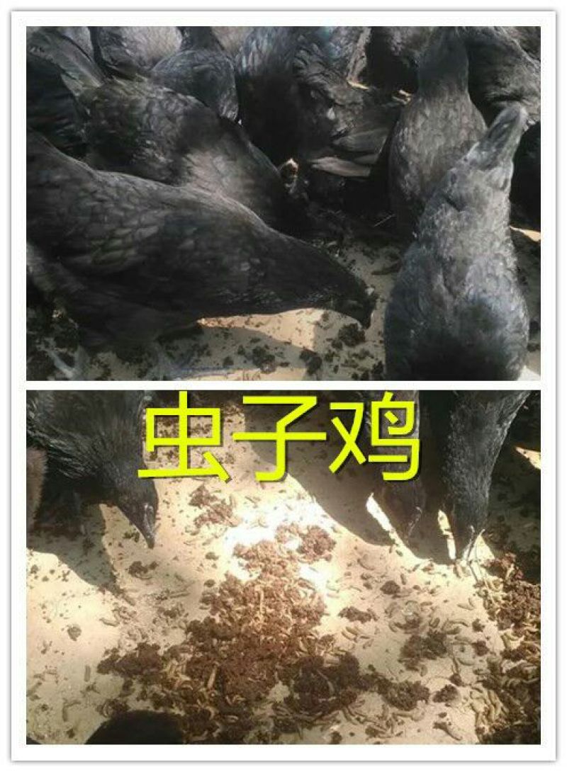 乌鸡蛋食用50g以下
