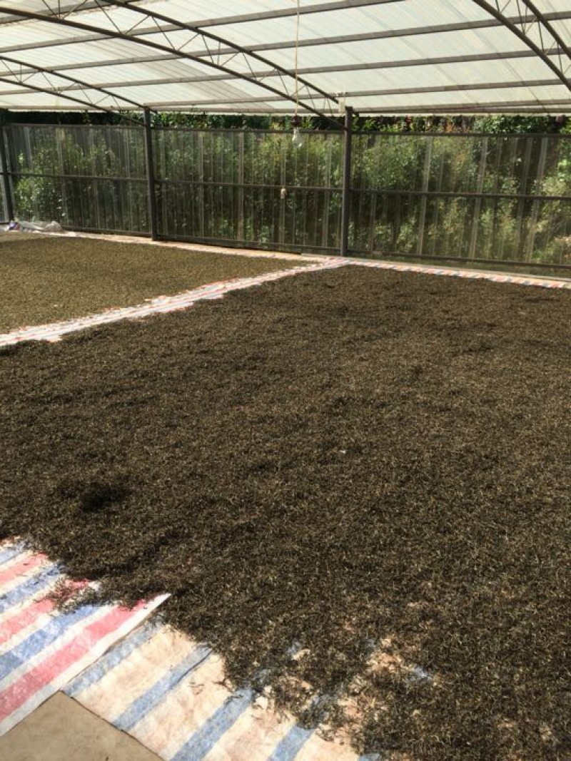 普洱茶