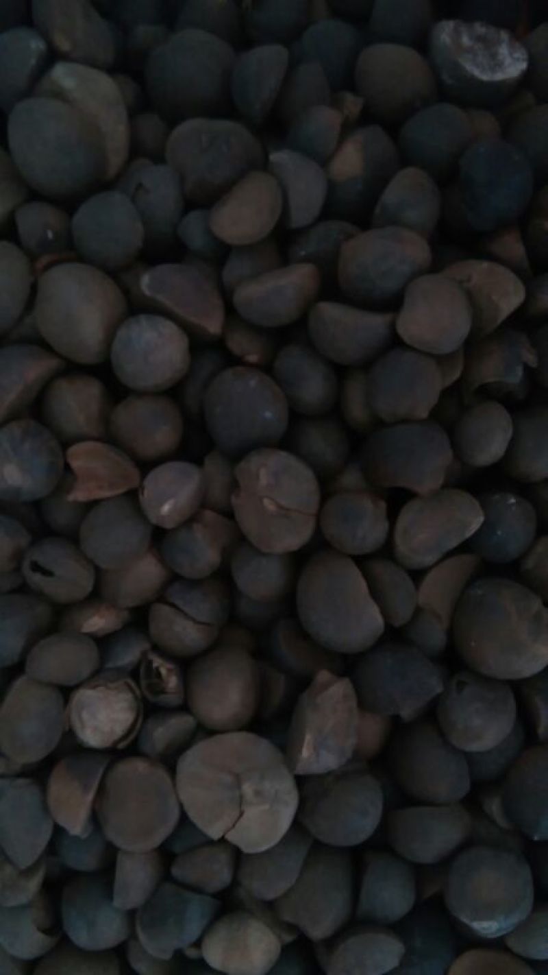 茶树油山茶油