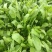 越冬菠菜15~20厘米