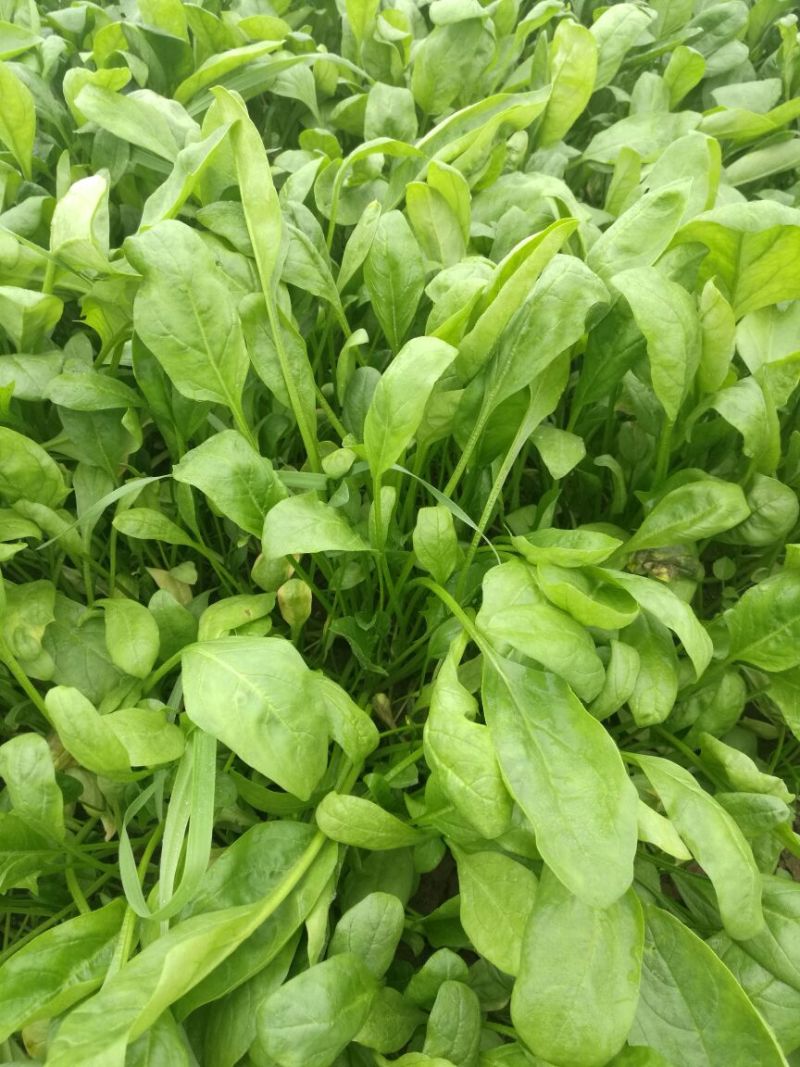 越冬菠菜15~20厘米