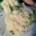 白花菜散装