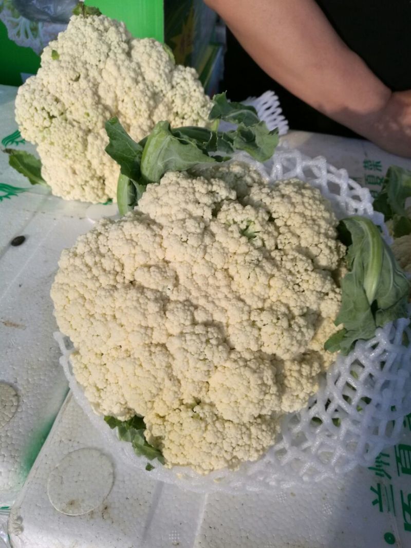 白花菜散装