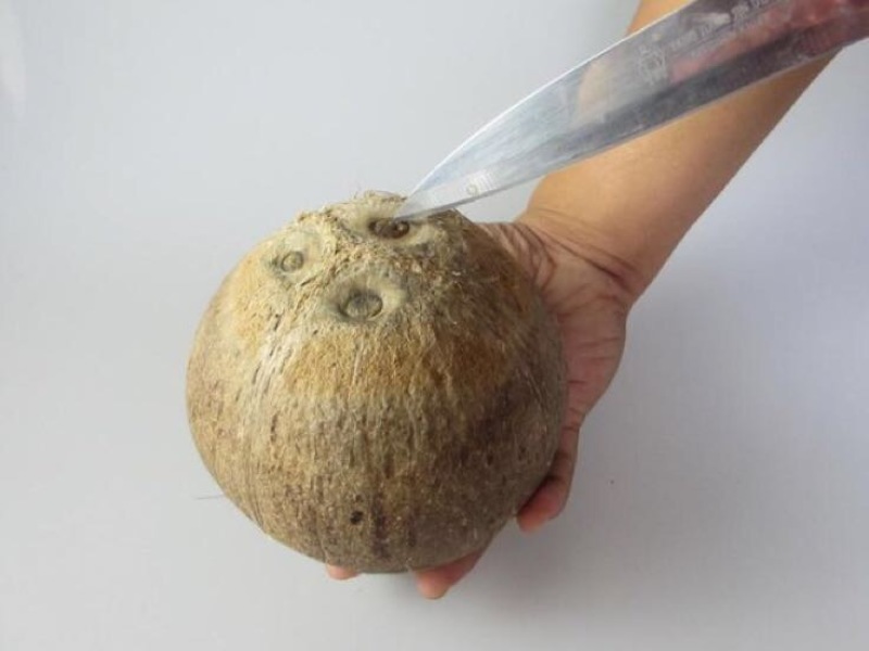 高种椰子