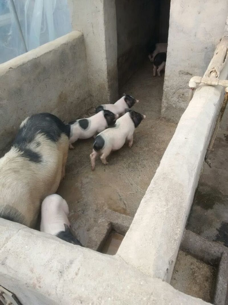 香猪